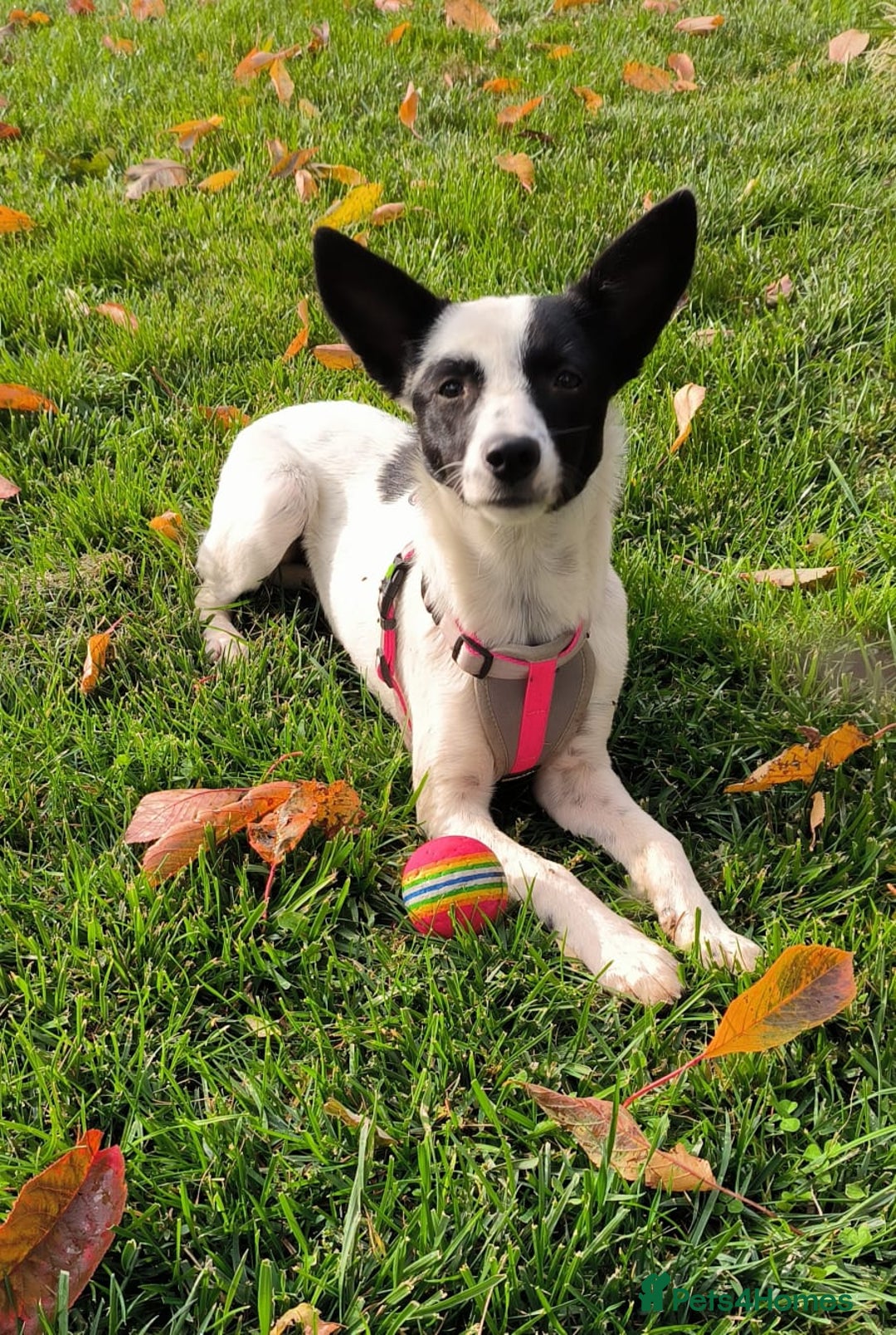 Mixed Breed dogs for adoption: 💖🐶 SISI 🐶💖 - Image 4