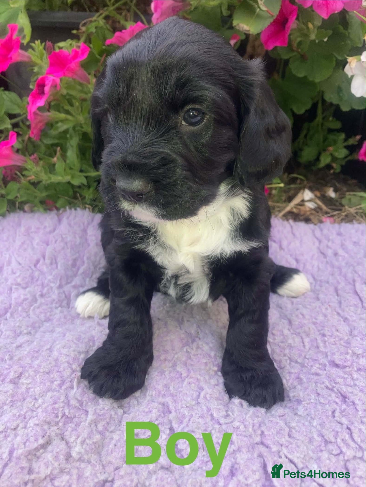 Mixed Breed dogs Australian Labradoodle puppies  - Advert 2