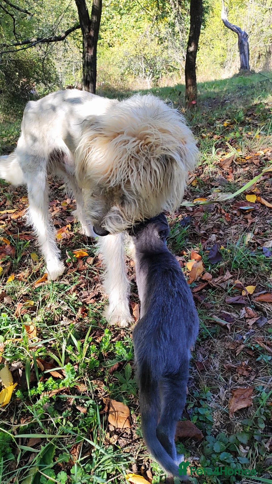 Mixed Breed dogs for adoption: Randolph, 2 - 3 yrs. Available for adoption. - Image 12