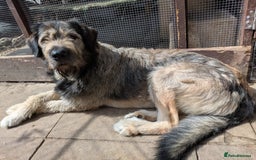 Mixed Breed dogs for sale: Irish wolfhound cross Newfoundland  - Image 3