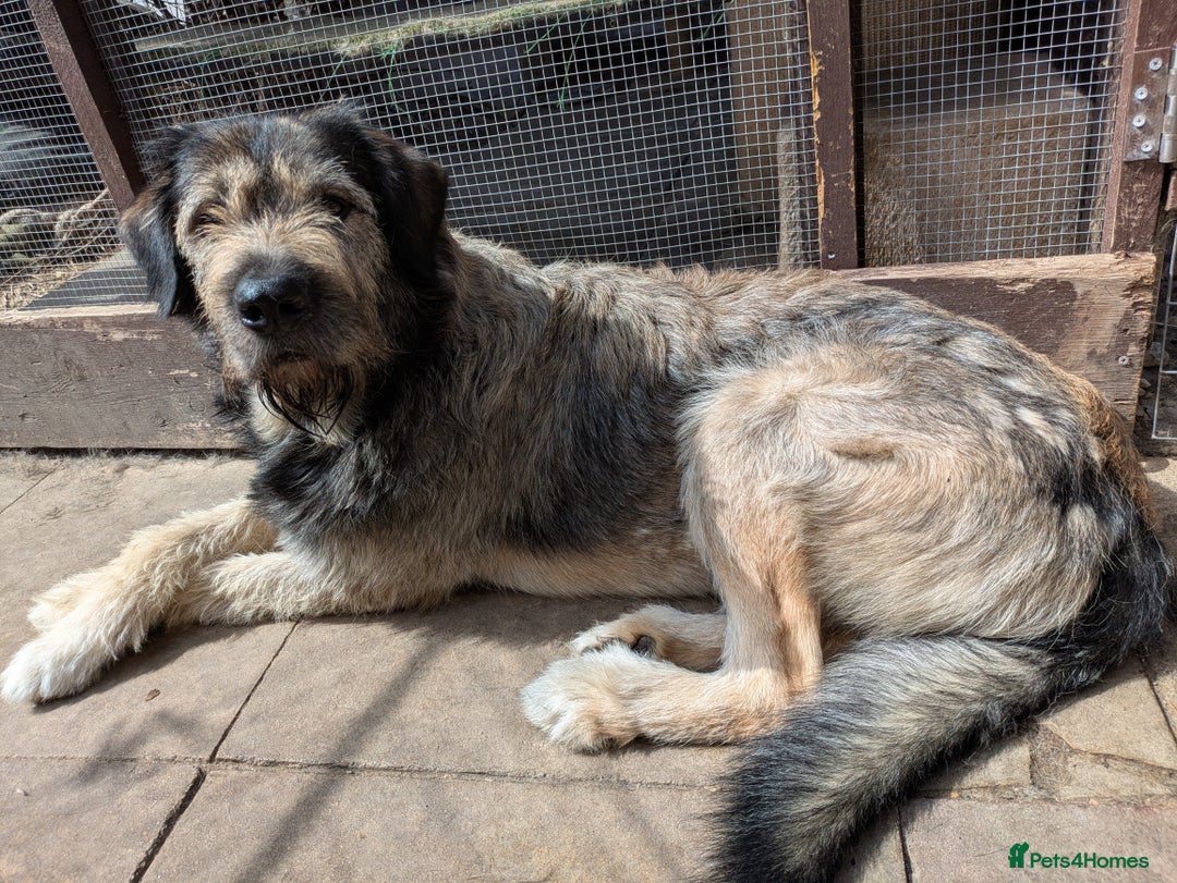 Mixed Breed dogs for sale: Irish wolfhound cross Newfoundland  - Image 3