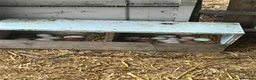 Chickens poultry for sale: 12x mixed chicken hatching eggs - Advert 2