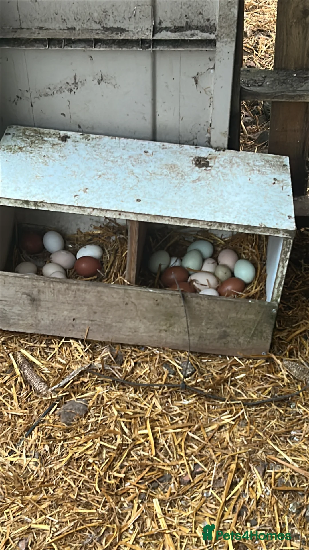 Chickens poultry for sale: 12x mixed chicken hatching eggs - Advert 2