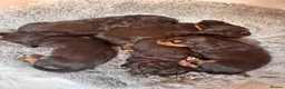 Sprocker dogs for sale: Beautiful Sprocker Puppies For Sale  - Advert 2