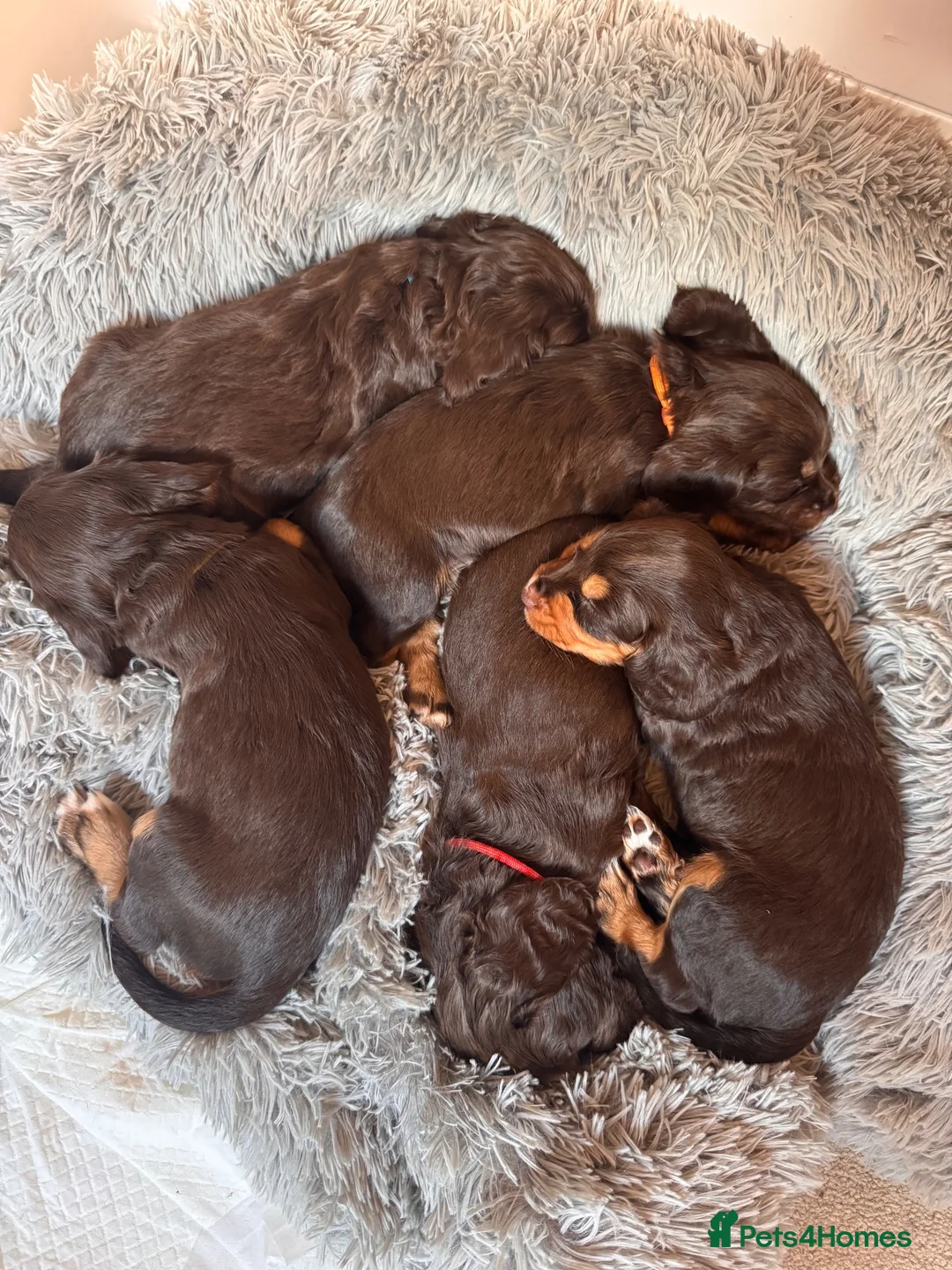 Sprocker dogs for sale: Beautiful Sprocker Puppies For Sale  - Advert 2