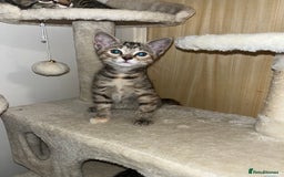 Mixed Breed cats for sale: Adorable kittens ready for loving homes! - Image 26