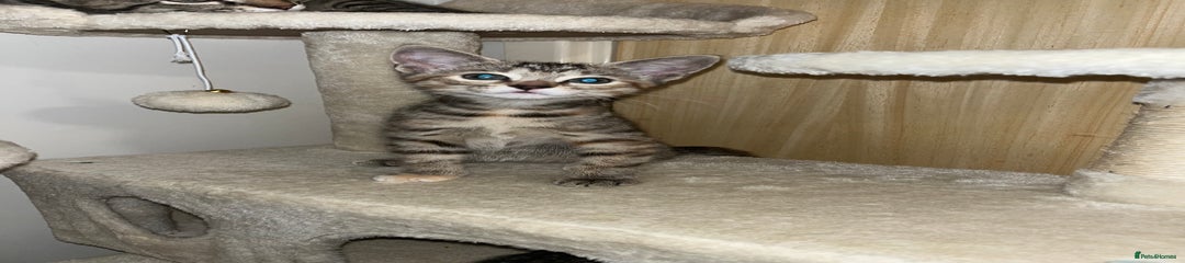 Mixed Breed Kitten 4