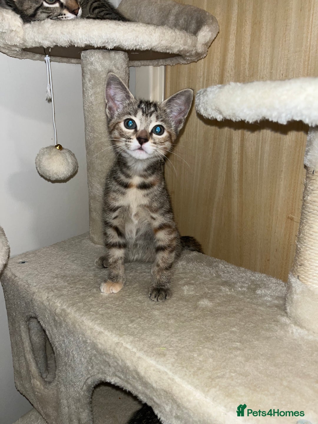 Mixed Breed cats for sale: Adorable kittens ready for loving homes! - Image 26
