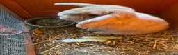 Mini Lop rabbits for sale: Mini Lop babies only 3 girls left - Advert 2
