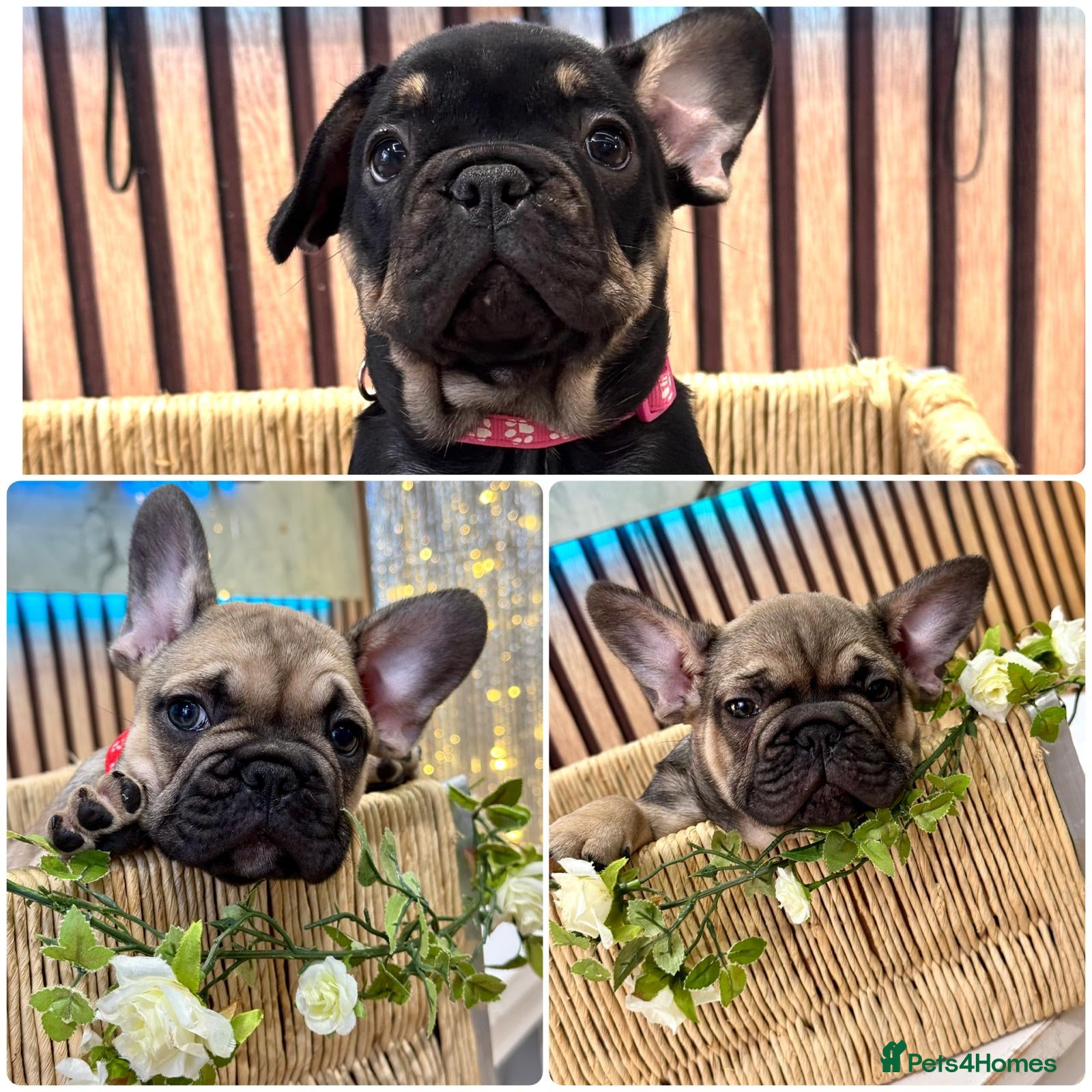 French Bulldog dogs Beautiful French Bulldog litter - Advert 5