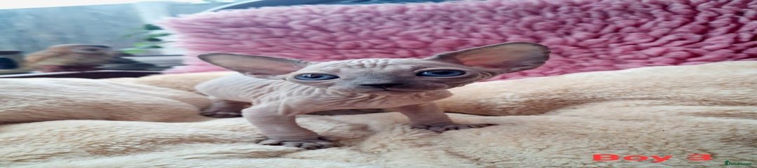 Sphynx Kitten 3