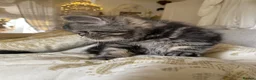 Exotic cats for sale: Exotic Persians  - Advert 6