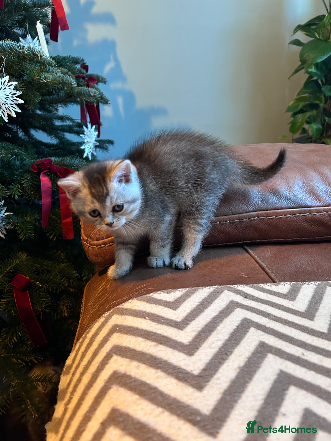 Scottish Fold cats for sale: Little buddies looking for home - Advert 11