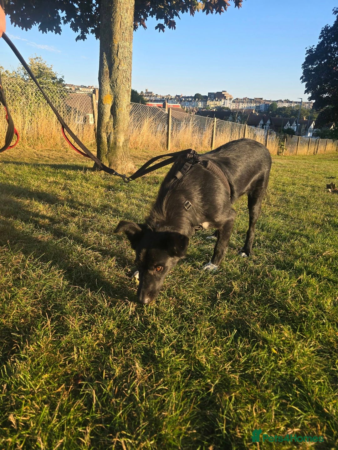 Mixed Breed dogs for adoption: Zorro for adoption - Image 11