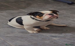 English Bulldog dogs for sale: Miniature English bulldog, 2 years old - Image 2