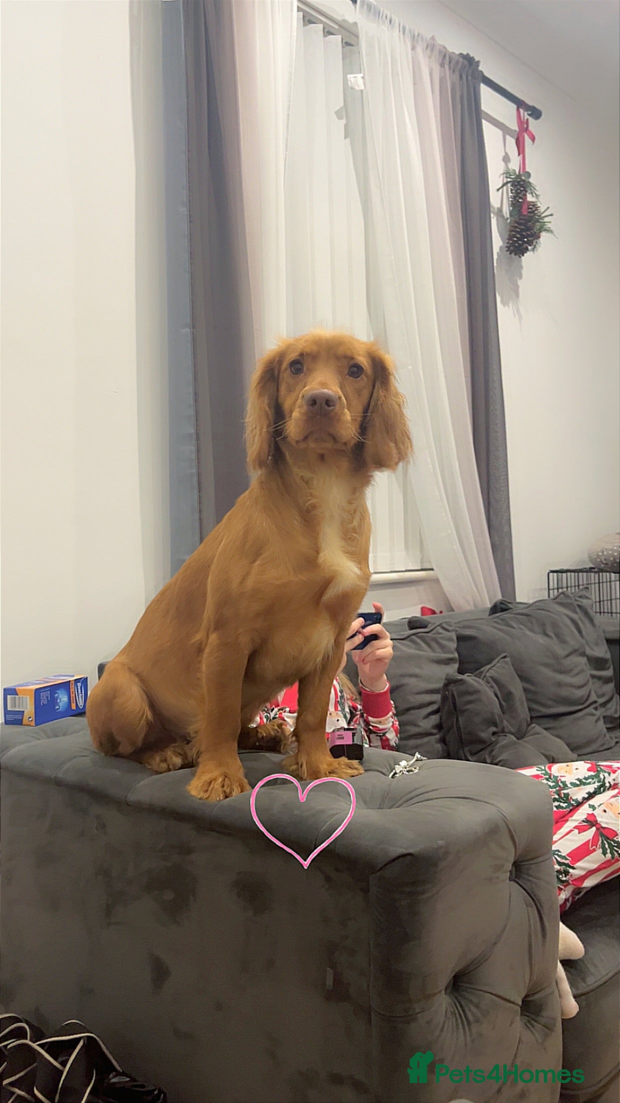 Cocker Spaniel dogs Luna the loonatic - Advert 16