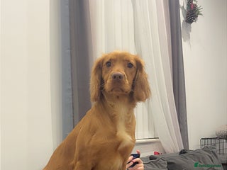 Cocker Spaniel dogs Luna the loonatic - Advert 16