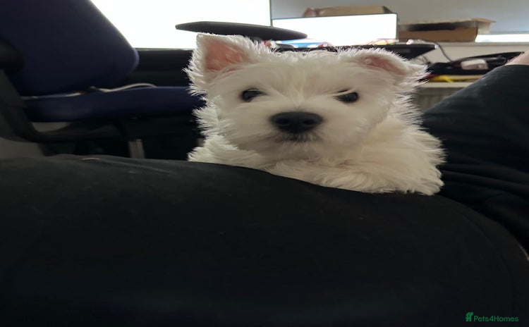 West Highland Terrier dogs - Advert 5