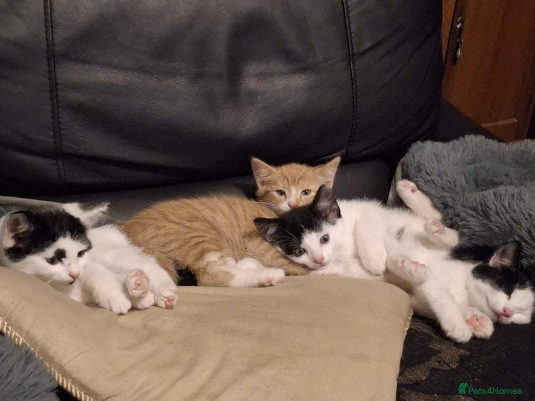 Mixed Breed cats for sale: gorgeous kittens looking for their forever homes! - Image 5