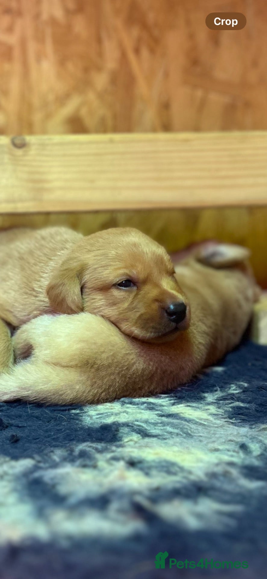 Labrador Retriever dogs KC Registered Fox Red Working Labrador Pups - Advert 1