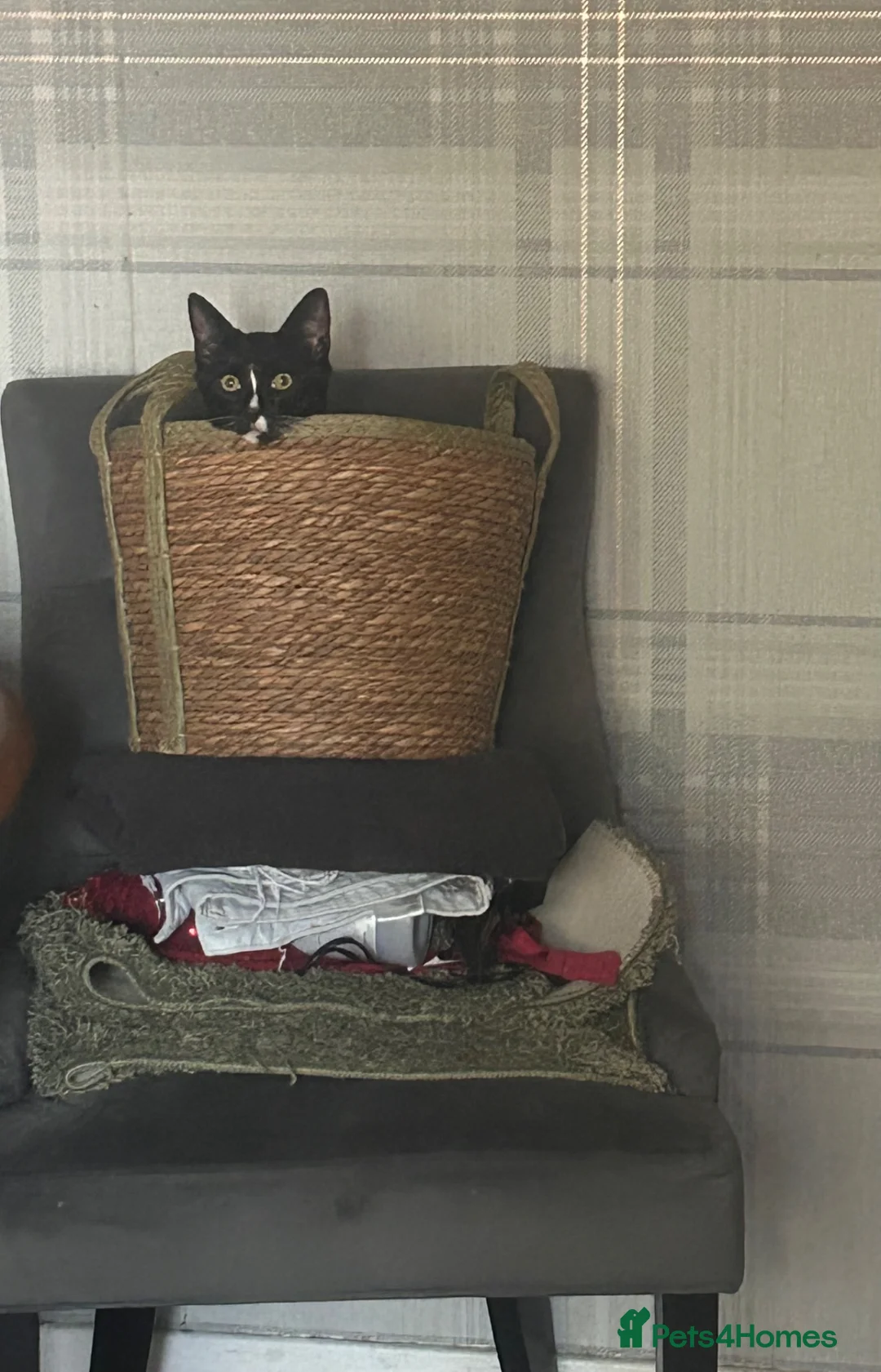 Domestic Shorthair cats for sale: Looking for his forever home - Advert 5