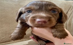 Miniature Dachshund dogs for sale: Stunning Kc Reg Long Hair Mini Dachshund puppies  - Image 30