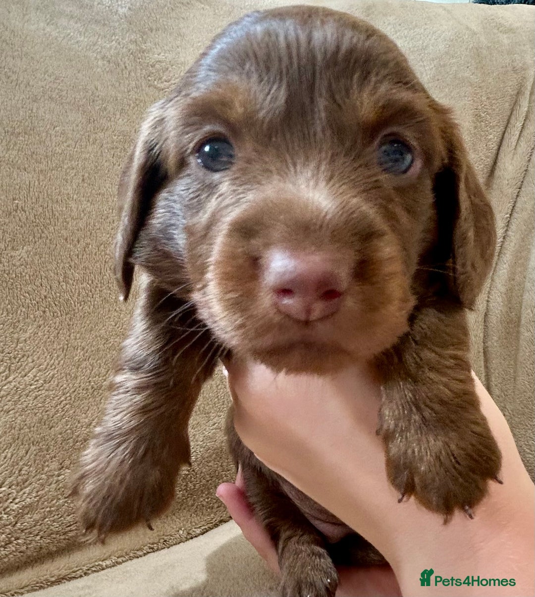 Miniature Dachshund dogs for sale: Stunning Kc Reg Long Hair Mini Dachshund puppies  - Image 30