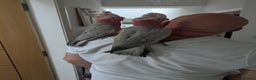 Parrots birds for sale: Baby Galah cockatoos hand reared silly tamed - Advert 17