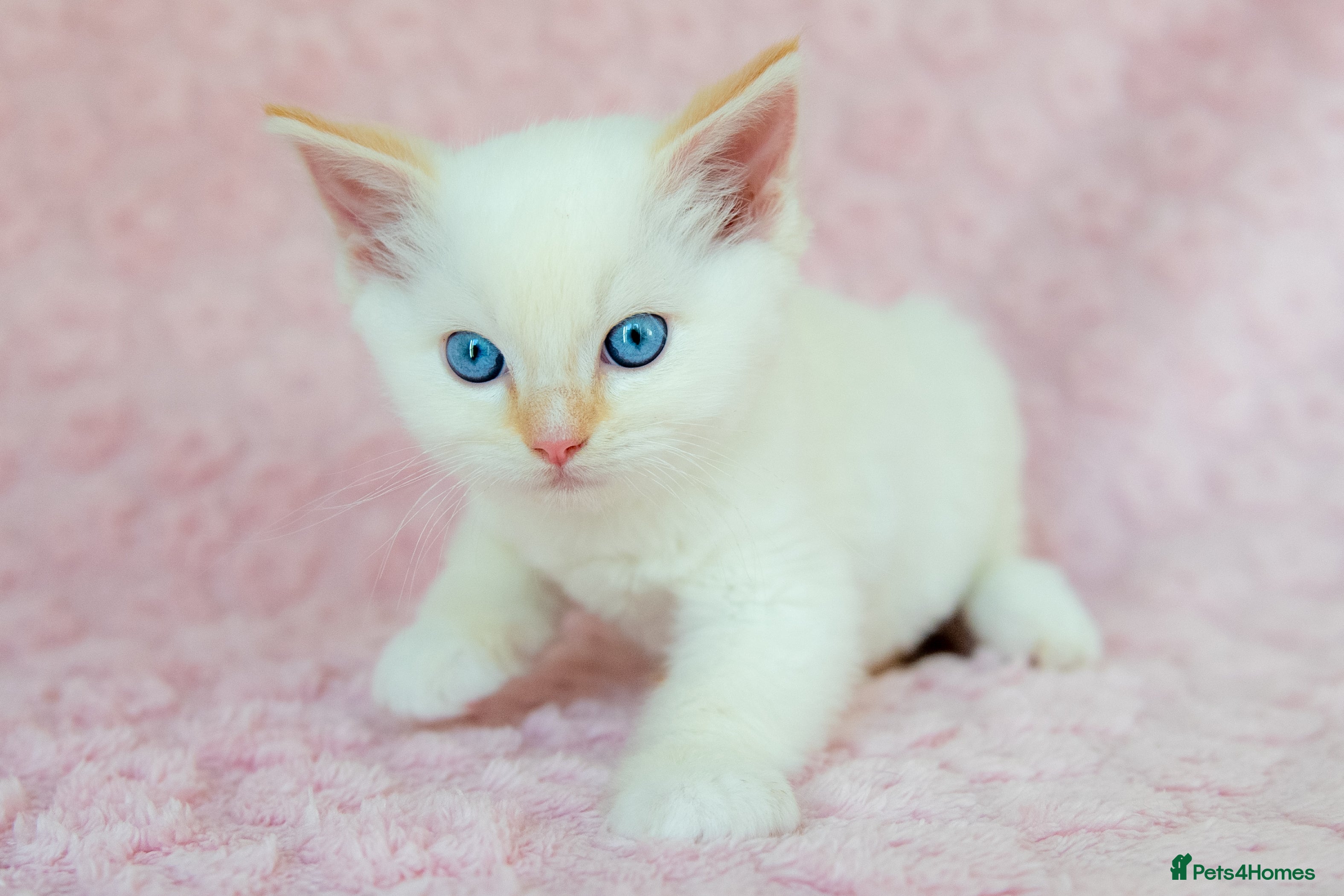 Ragdoll cats Stunning Ragdolls Available Now. - Advert 1