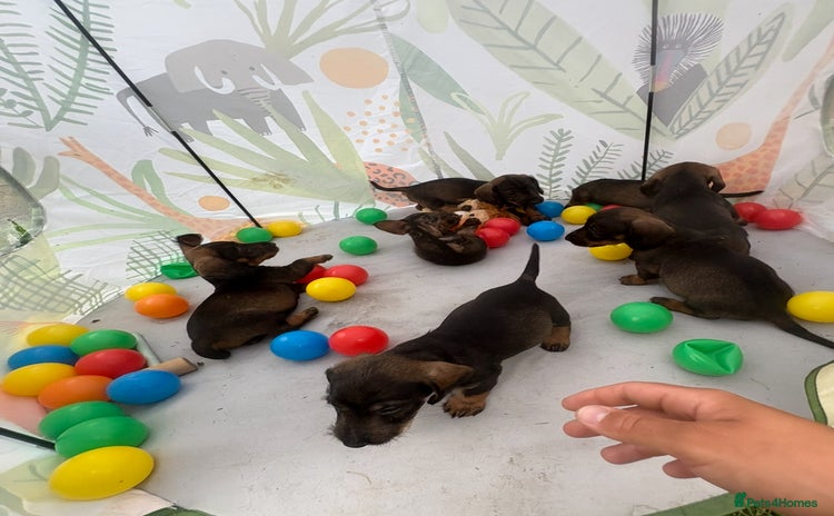 Miniature Dachshund dogs - Advert 2