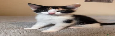 Domestic Shorthair Kitten 5