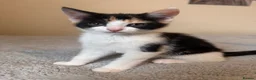Domestic Shorthair cats for sale: 7 beautiful kittens for sale - Advert 9