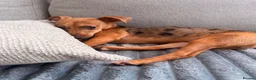 Jack Russell dogs for sale: 7 month Jack Russel puppy  in London - Advert 2