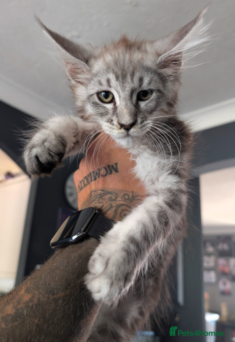 Maine Coon cats Beautiful Pedigree Kittens 😻 - Advert 2
