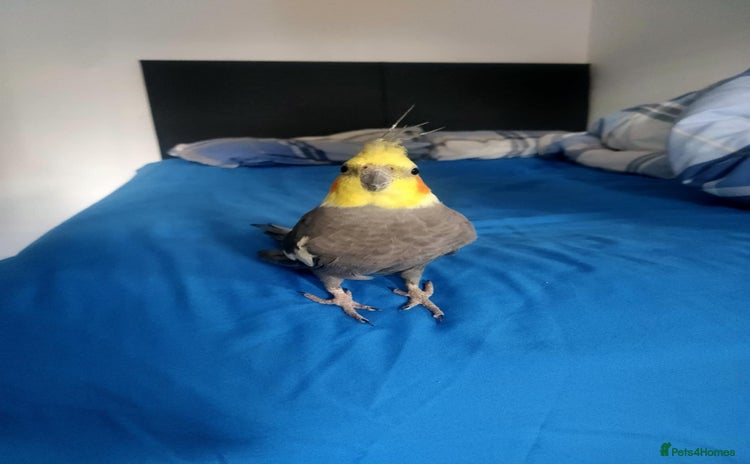 Cockatiels birds - Advert 2