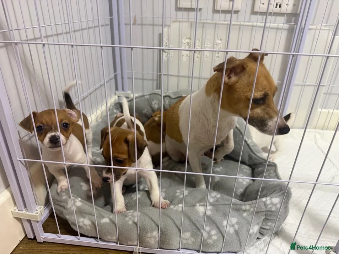 Jack Russell dogs for sale: Jack Russell - Advert 1