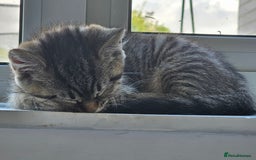 Persian cats for sale: Tabby female with full set up ready to go. - Image 6