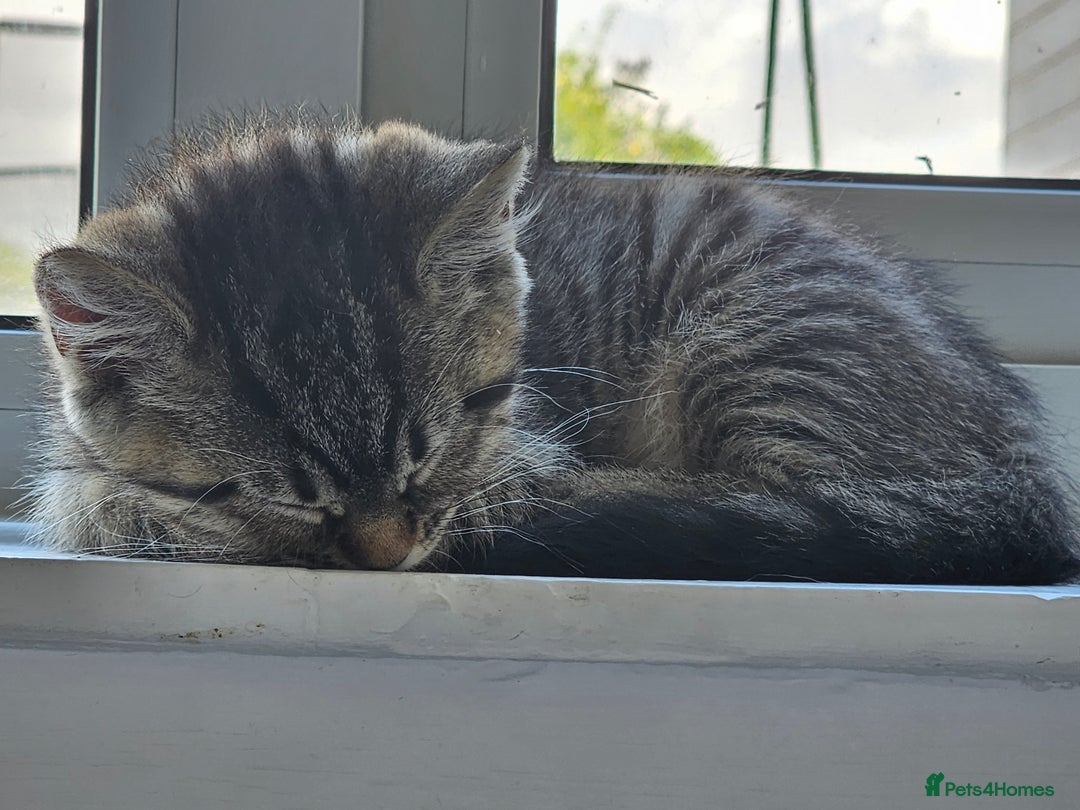 Persian cats for sale: Tabby female with full set up ready to go. - Image 6