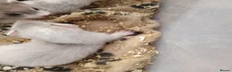 Ferret rodents for sale: Micro x semi angora  - Advert 13