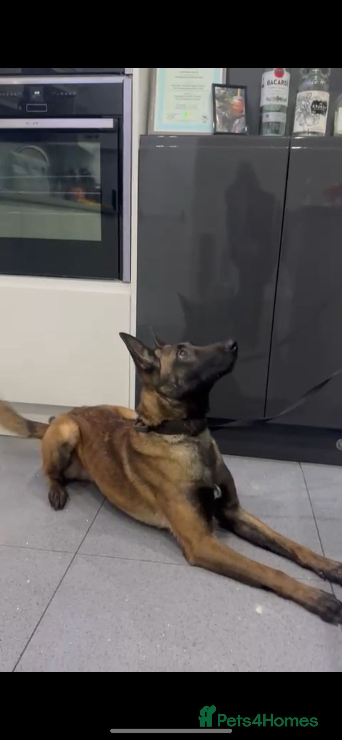 Belgian Shepherd Dog dogs Malinois  - Advert 2