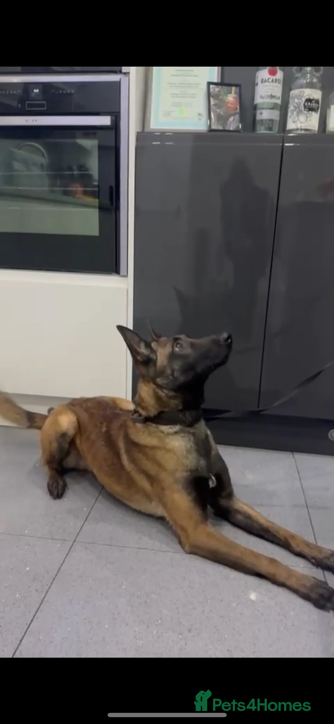 Belgian Shepherd Dog dogs for sale: Malinois  - Advert 1