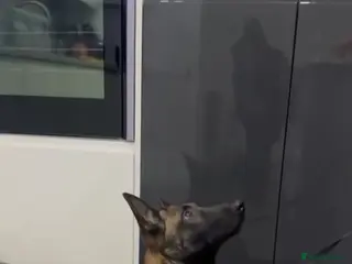 Belgian Shepherd Dog dogs Malinois - Advert 2