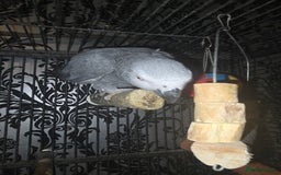 Parrots birds for sale: Kiddus - Image 3