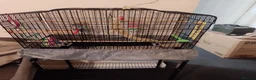 Budgerigars birds for sale: Young Grey Budgie with cage on stand - Advert 3