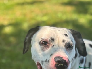 Dalmatian dogs 3 year old Dalmatian - Advert 11