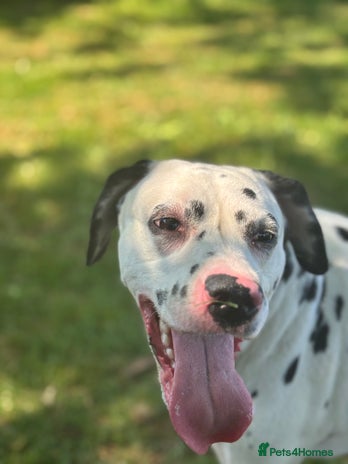Dalmatian dogs 3 year old Dalmatian - Advert 2