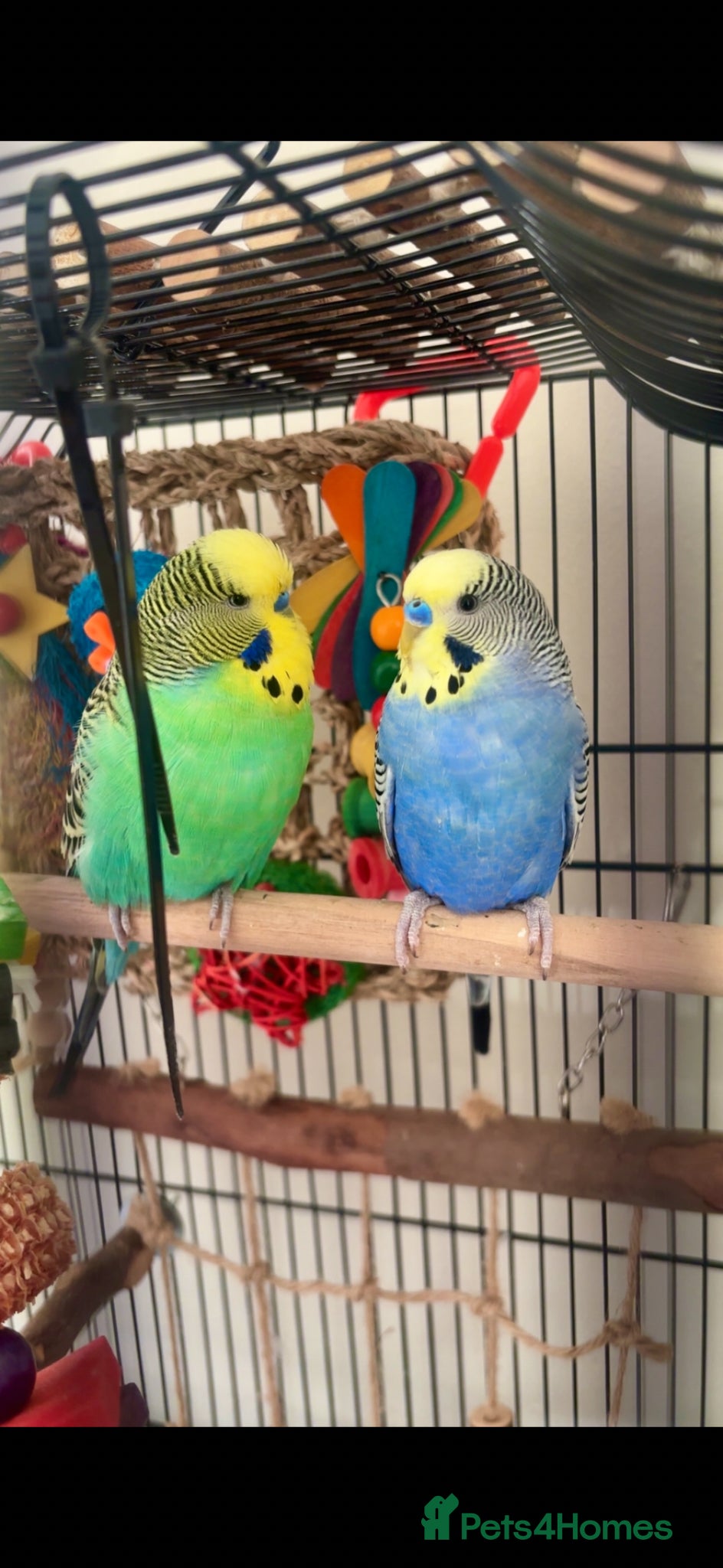 Budgerigars birds 2 beautiful male budgies - Advert 5