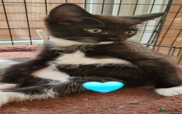 Mixed Breed cats for sale: Kittens 🐈‍⬛ - Image 12