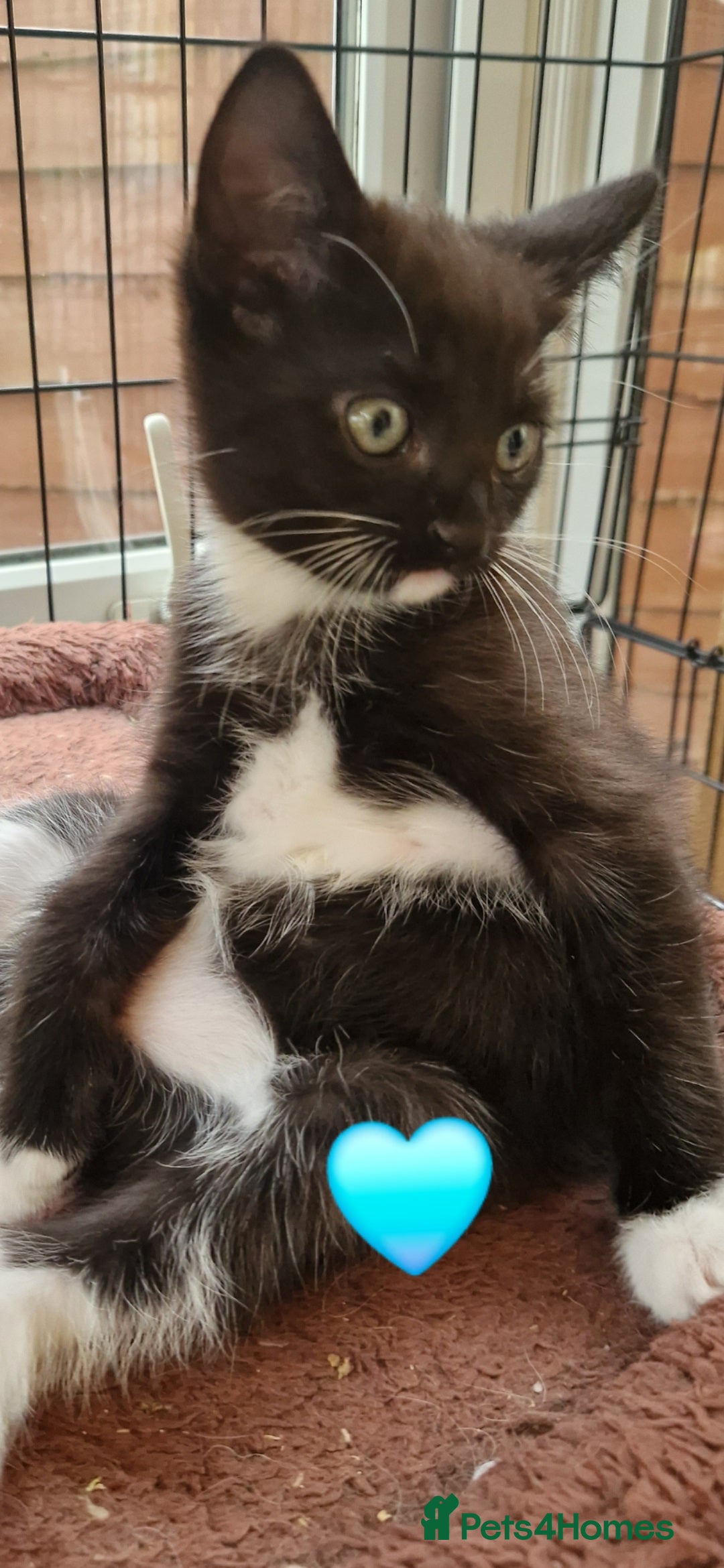 Mixed Breed cats for sale: Kittens 🐈‍⬛ - Image 12
