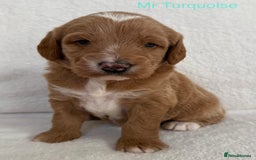 Australian Labradoodle dogs for sale: Australian Labradoodle Pups  - Image 10